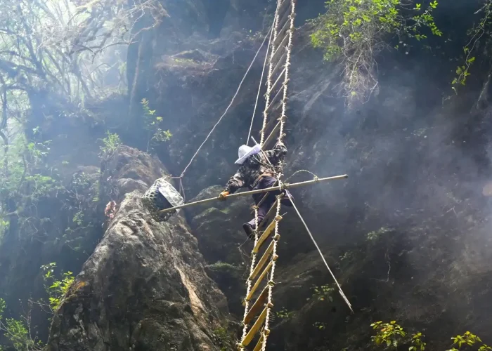 A high-stakes harvest