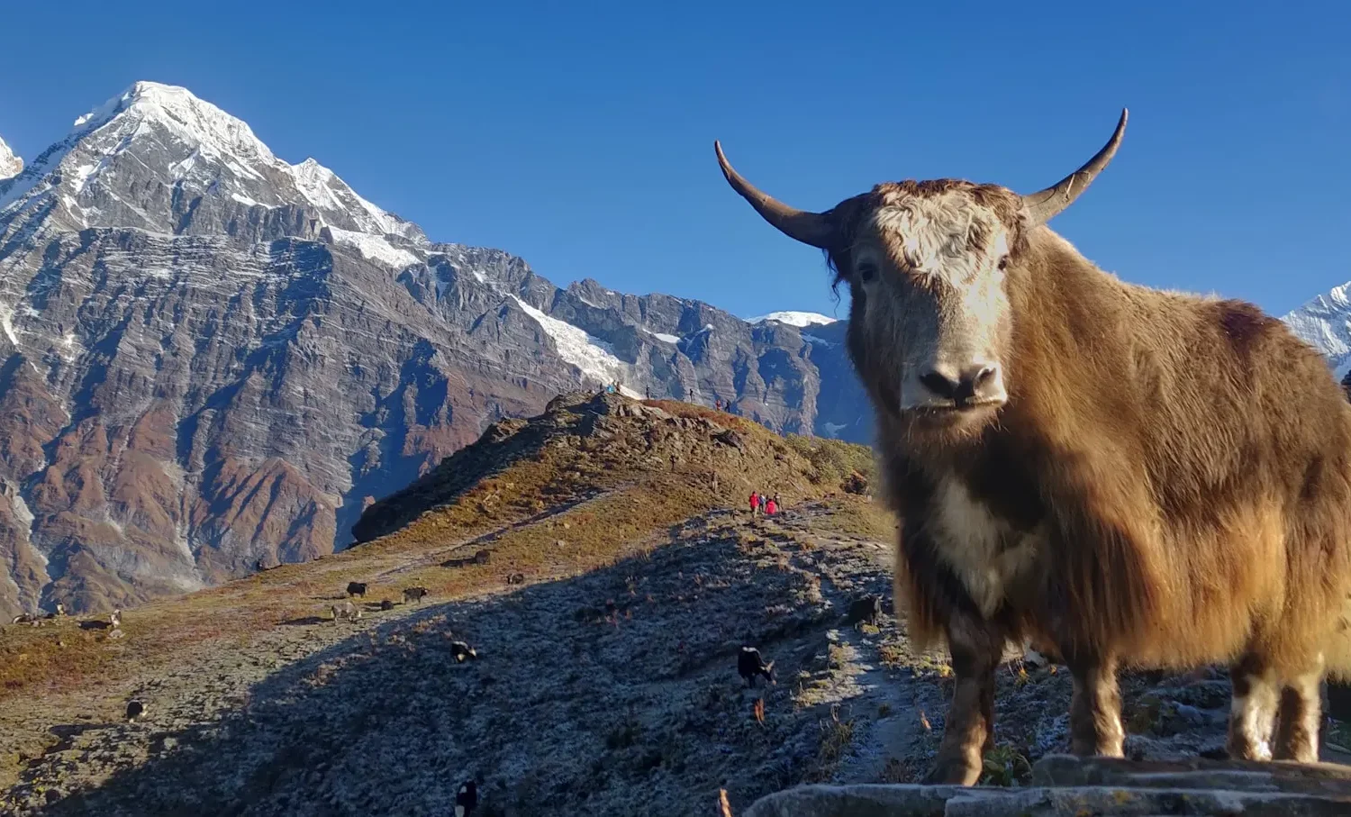 Mardi Himal Base Camp Trek: Ultimate Guide | Map, Itinerary, Cost & Essential Tips - 10 Days