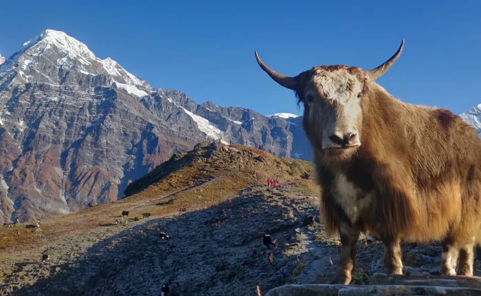 Mardi Himal Base Camp Trek: Ultimate Guide | Map, Itinerary, Cost & Essential Tips - 10 Days