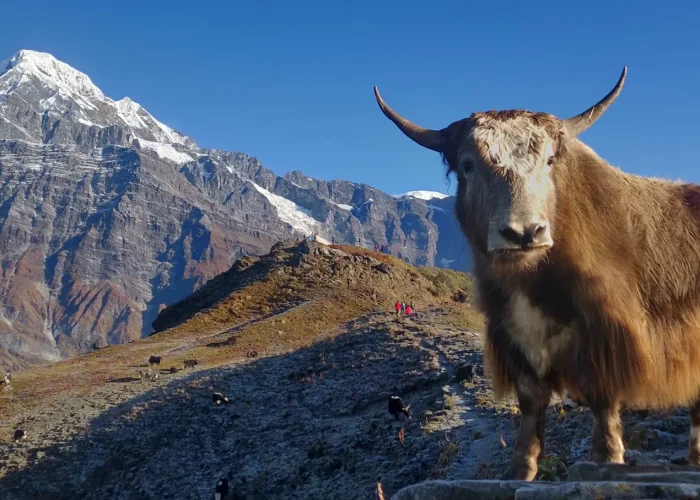 Mardi Himal Base Camp Trek: Ultimate Guide | Map, Itinerary, Cost & Essential Tips - 10 Days