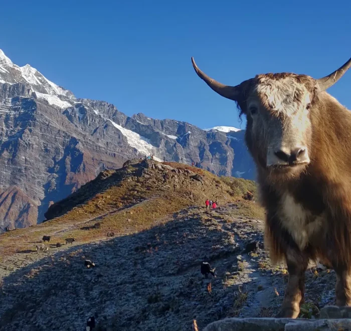 Mardi Himal Base Camp Trek: Ultimate Guide | Map, Itinerary, Cost & Essential Tips - 10 Days