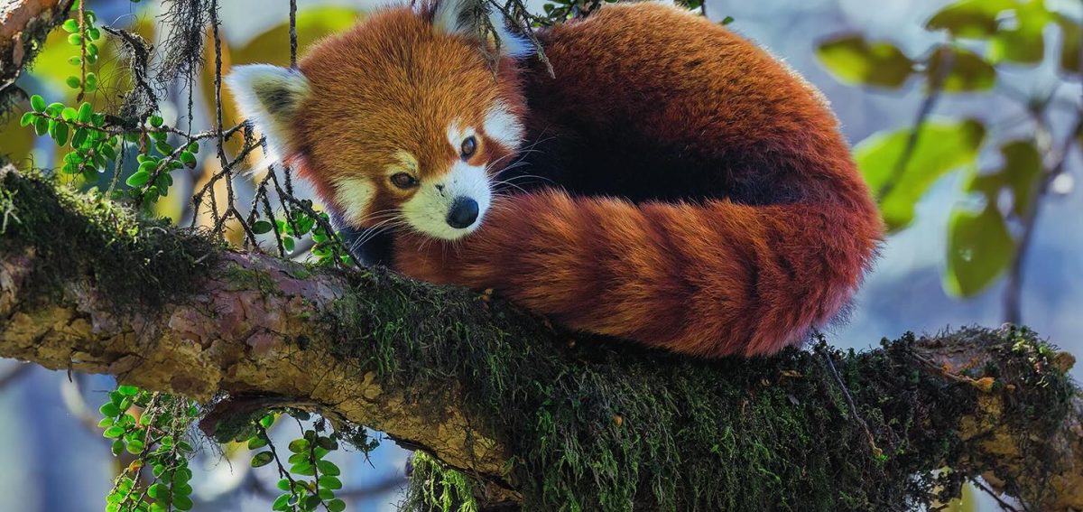 red panda of nepal red panda on a tree sleeping
