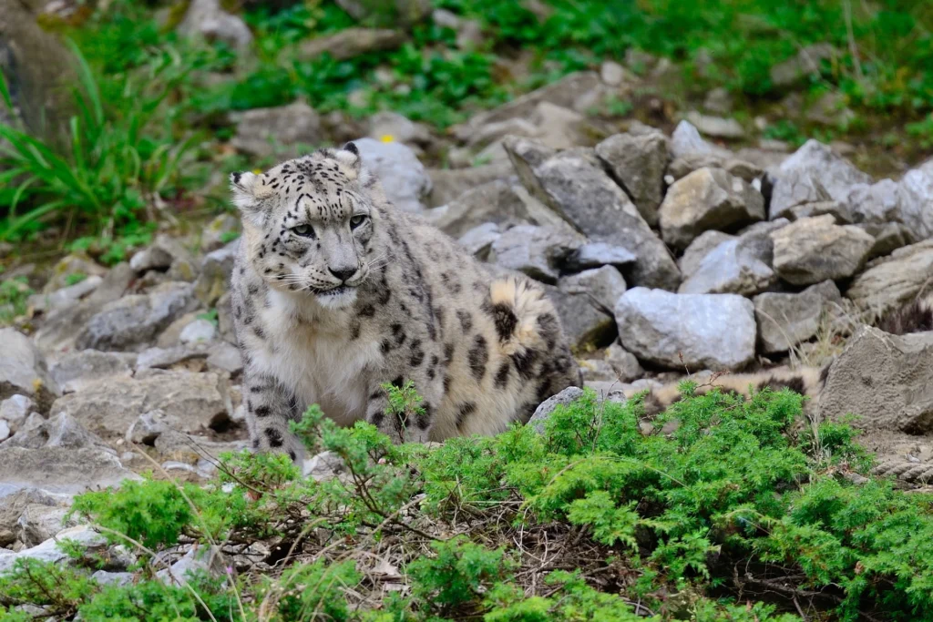 snow leopard