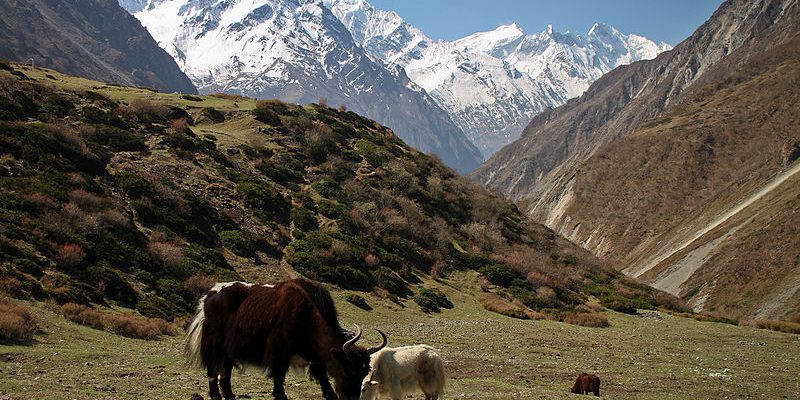 Chauri grazing in a green alpine field with snow-capped mountains in the background during the Tsum Valley Trek.