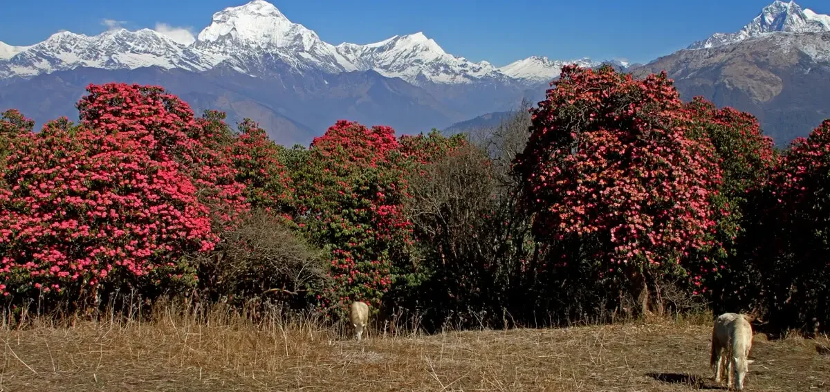 Colorful rhododendron flowers blooming along the Poon Hill trail with snow-covered Annapurna peaks visible under clear spring skies.
