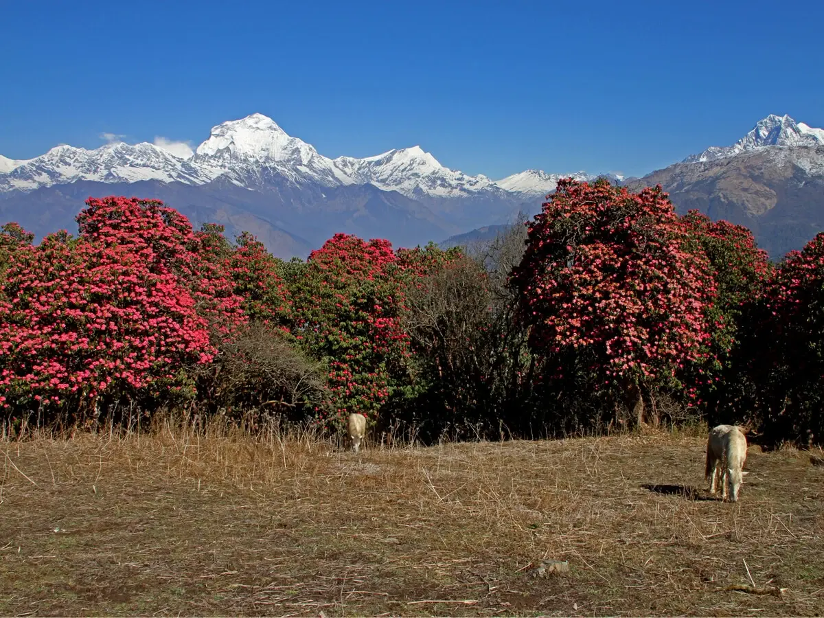Colorful rhododendron flowers blooming along the Poon Hill trail with snow-covered Annapurna peaks visible under clear spring skies.