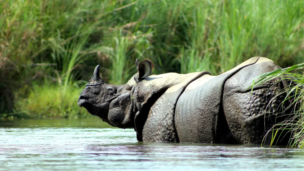 Rhino at chitwan national park HD photo