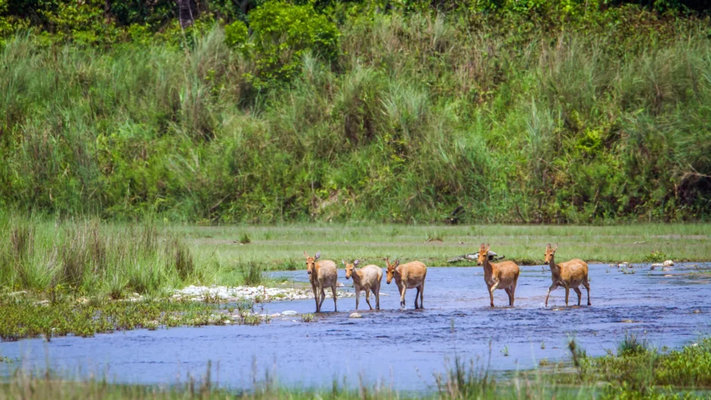Bardiya-national-park-hd-photo