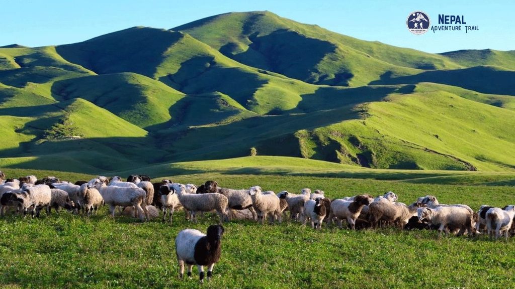 A flock of sheep grazing on the vast alpine meadows (Patans) during the Badimalika trek in Far-Western Nepal.