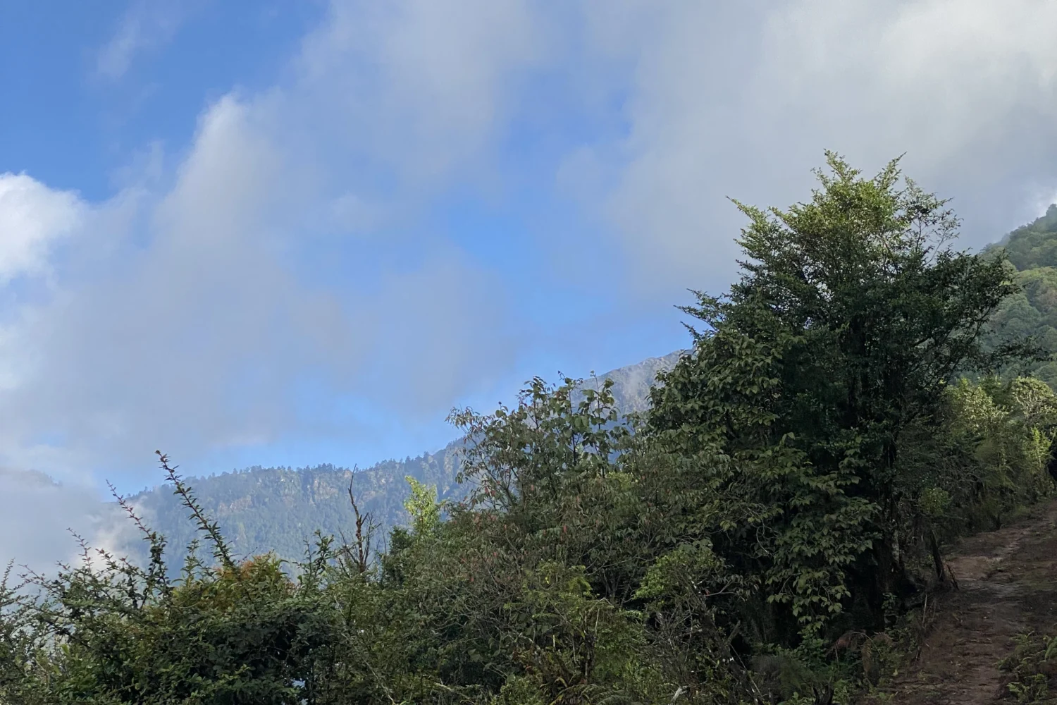 A dog seen during rauchuli trek