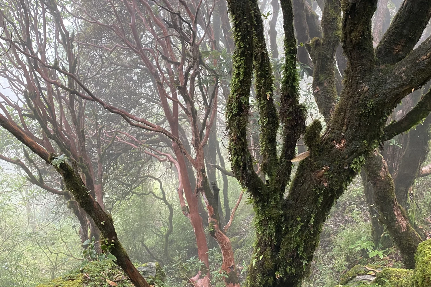 trees found during rauchuli trek
