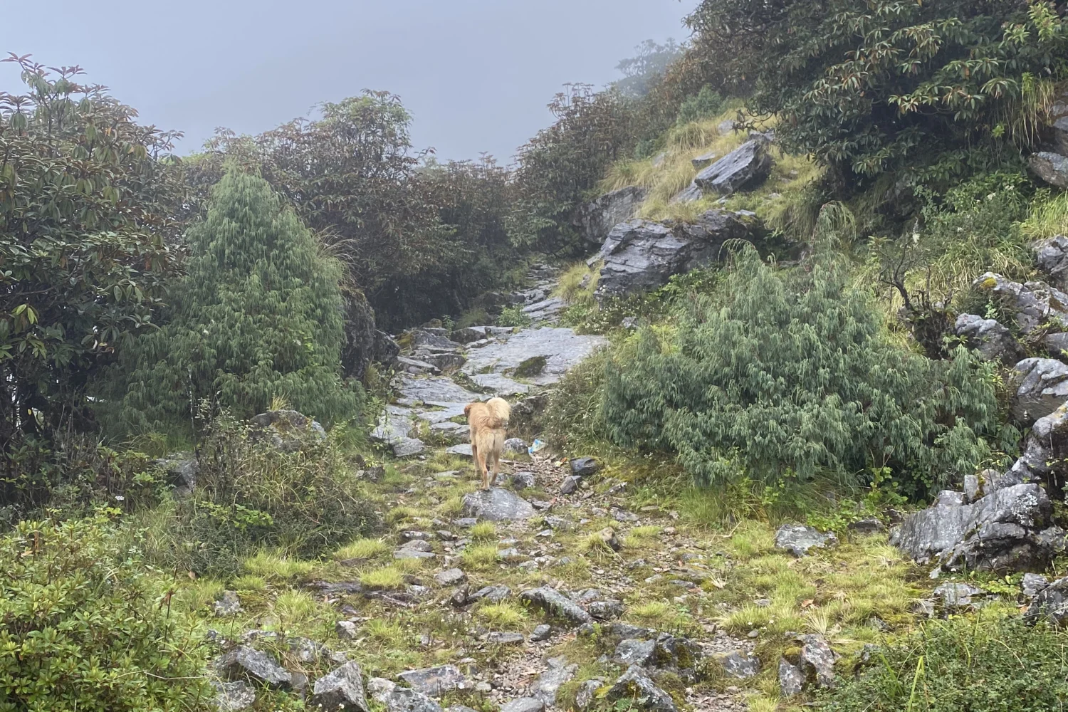 A brown dog Rauchuli trek
