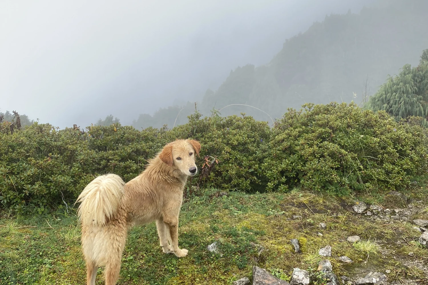 Cute brown dog during Rauchuli trek