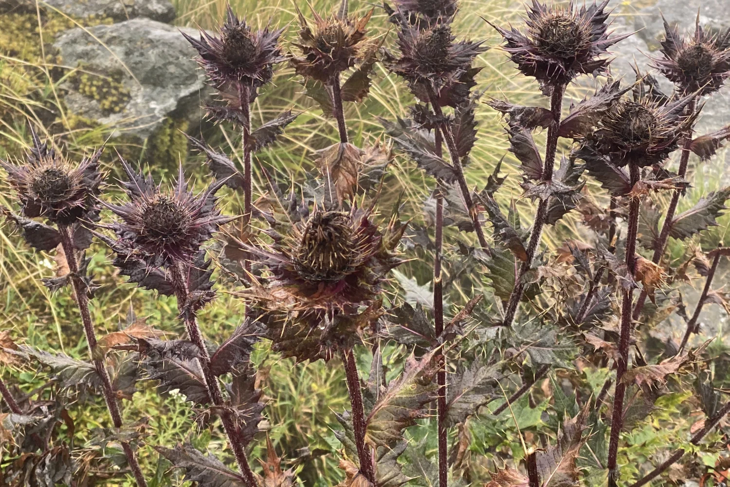 Flora found during Rauchuli trails.