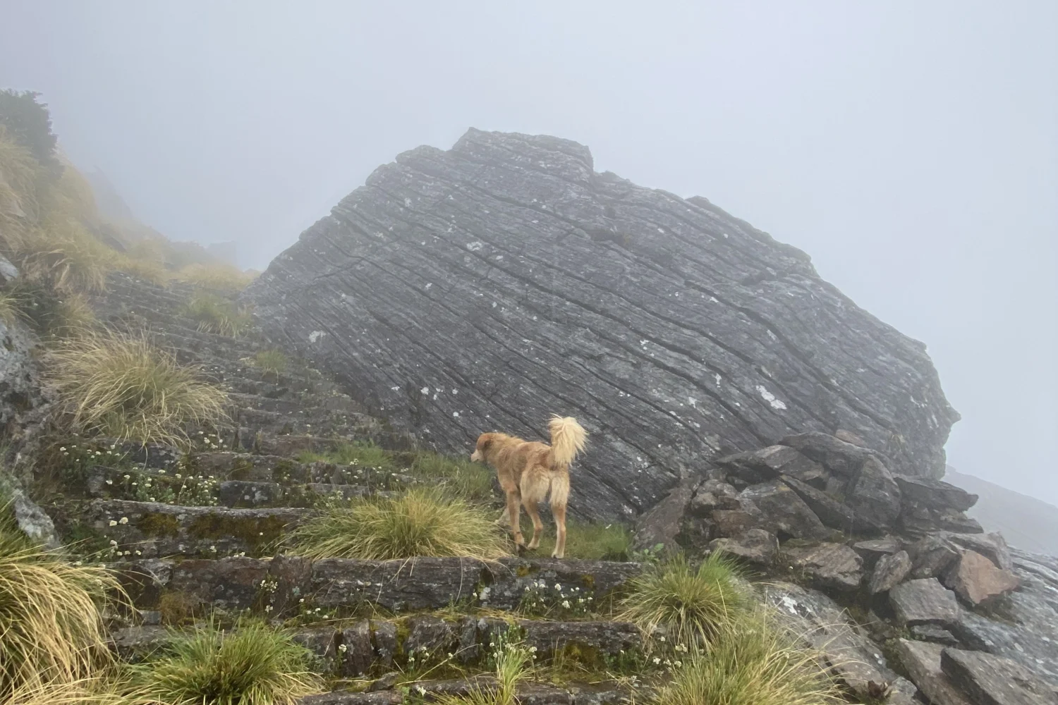 A Big Black Rock & a brown Dog during Rauchuli trek.