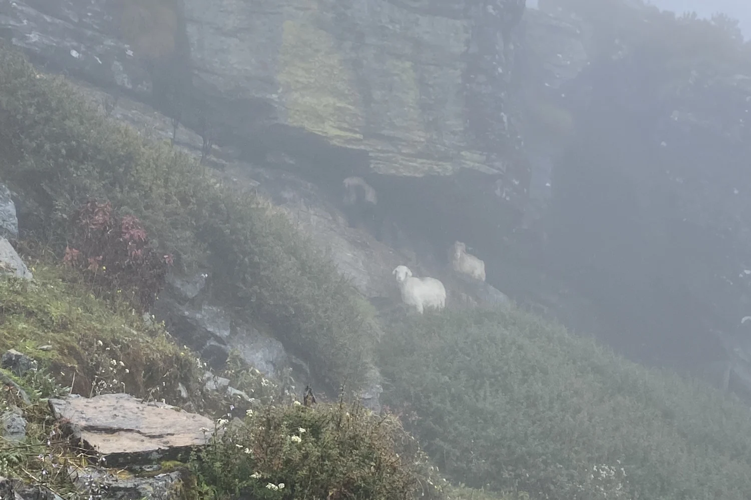 Sheeps found during Rauchuli gosaikunda trek photos