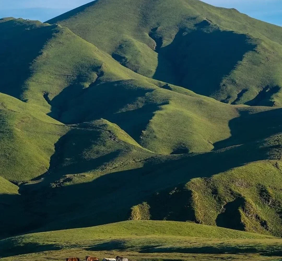 Beautiful Green Grassland