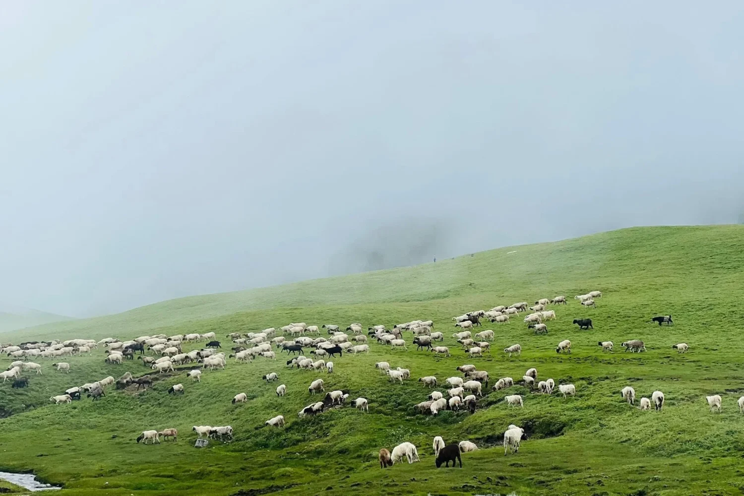 Sheeps at Badimalika
